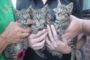 The four surviving kittens found near Lingwood having been thrown at a train.