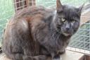 Could you give Mister Grey a new home?