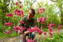 Head Gardener Ian Guest looking at the spectacular display of candelabra primulas flowering at Fairhaven Woodland and Water Garden.Picture: James Bass