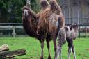 A Camel has been born at Banham Zoo taking keepers by surprise.