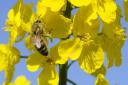 A honey bee on oilseed rape flower.  Picture: MARK BULLIMORE