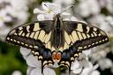 Norfolk Swallowtail