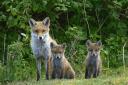 Vixen and fox cubs. Photo: Steve Plume