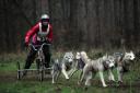 Husky racing in Kings Forest (Thetford Forest).
