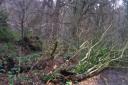 A fallen tree at Mousehold in Norwich (Friday, December 27).