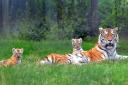 Banham Zoo's tiger cubs - and you can name the twin girls by bidding on ebay.