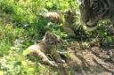 Banham Zoo shows off their newest additions to the park, as yet, unnamed tiger cubs which are now known to be girls.