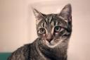 Finch – Tabby, male, 5mths. Sprightly youngster with bags of energy and a personality to match!