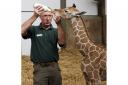 Terry Hornsey, animal manager, with the giraffe. Submitted pictures