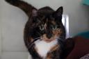Loulou – Torti female 7yrs. Gorgeous girl who loves a fuss. Learning to diet due to laziness!!!