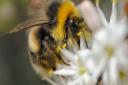 Research suggests the more neonicotinoids bumlebees ingest, the more they want  Picture: Philip Jones