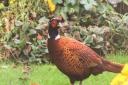 This lovely cock pheasant decided to pay our garden a visit. Picture: Richard Brunton