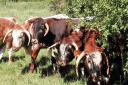Longhorn cattle at Oughtonhead - grazing allows habitats to thrive that would be destroyed by mechanical mowing