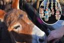 The Festive Fair in Norwich will include stalls, live music and donkeys.