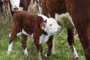 The surprise calf born 11 days ago at Jeremy Buxton\'s farm near Reepham