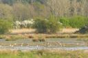 Curlew on a wetland at Wild Ken Hill, where councillors have been recommended to approve major expansion plans