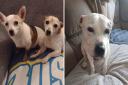 A rescue organisation in Norfolk is pleading for dog fosterers. Jack, Jill and Ollie pictured