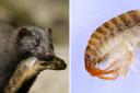 American mink and Killer shrimp have been named by the Norfolk Non-native Species Initiative as harmful to local wildlife.