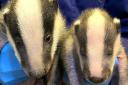 Bertha has been joined by another badger cub, Bartholomew