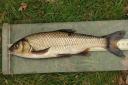 Does anyone recognise this fish, wonders John Bailey