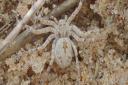 The sand running spider was found on Brancaster beach.