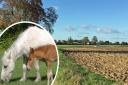 An RSPCA has seen a woman charged with neglect of Shetland and Welsh ponies at Mattishall, near Dereham