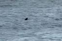 A basking shark has been spotted at Caister beach