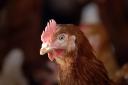 The farm in Rockland All Saints would house more than 350,000 chickens