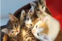 The RSPCA's West Norfolk branch has received an influx of cats