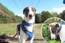 Can you help find a forever home for George who has 