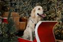 The Santa Paws Grotto is coming to Dobbies Garden Centre in King's Lynn