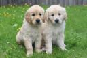 Guide Dog puppies need homes in Norfolk
