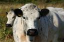 Rare British White cattle with GPS trackers will graze the meadows at Norfolk Wildlife Trust's Sweet Briar Marshes reserve near Norwich