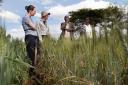 Prof Diane Saunders of the John Innes Centre working  with farmers and research partners in Kenya