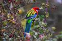 An Eastern Rosella parrot has been spotted in Norfolk