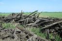 Tree remains ploughed up by farmers in the Fens