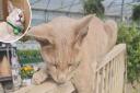 Loki commutes to Wymondham Garden Centre every day and has become a favourite among customers