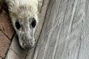 A seal pup was found outside a lifeboat station