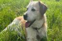 Bubba was left at Dogs Trust Snetterton for nine years