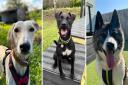 Here are five dogs waiting for a forever home this Christmas