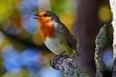 The robin was among the most frequently-spotted species in the 2023 Big Farmland Bird Count