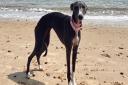 Ada is a whippet that went missing from a garden in Norfolk shortly after moving to the area