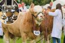 The prestigious Burke Trophies will be presented at the 2024 Royal Norfolk Show
