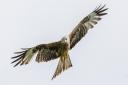 An investigation has discovered that a Red Kite found dead in North Creake was poisoned. File photo.