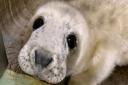 RSPCA East Winch cares for seals that are left stranded along the Norfolk coast