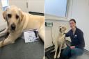 James the six-year-old labrador has lost 10kg