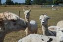 Wymondham Alpacas and Llamas has been forced to close