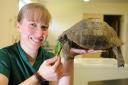Ossie the tortoise with Dr Faye Bethall at Toll Barn Veterinary Centre in North Walsham in 2014