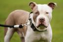 XL bully dogs were added to the list of prohibited breeds under the Dangerous Dogs Act following a spate of attacks (Jacob King/PA)