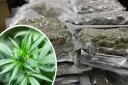 16 packages of vaccum packed cannabis worth £160,000 was found in car in Great Yarmouth